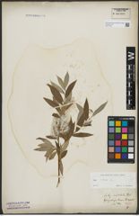 Foto von Salix alba L.